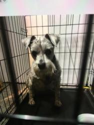 Reunited Female Dog last seen 48th and Giles, Bellevue, NE 68157