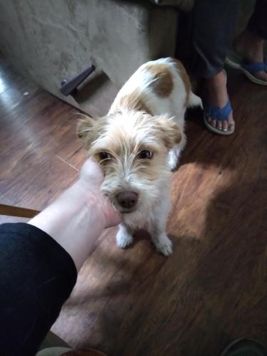 Found/Stray Female Dog last seen hse rd Eastover, Richland County, SC 29044