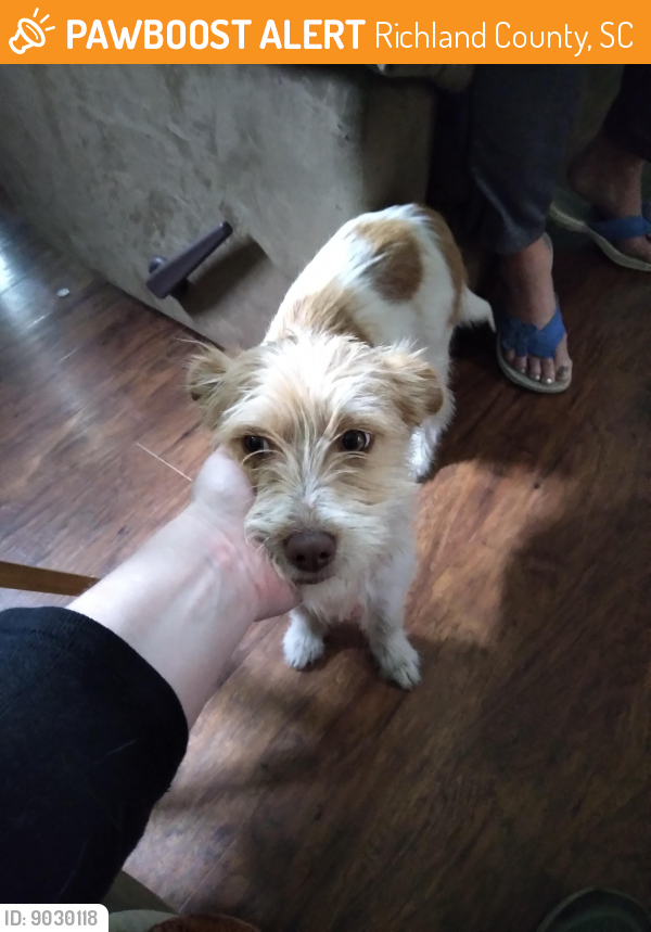 Found/Stray Female Dog last seen hse rd Eastover, Richland County, SC 29044