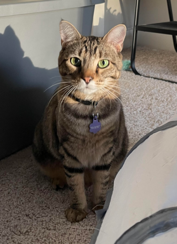 Lost Female Cat last seen Church St. and McCrimmon Pkwy, Morrisville, NC 27560