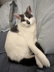 Reunited Female Cat last seen glenbrook dr and e jefferson ave, Des Moines, IA 50316