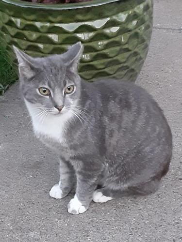 Lost Female Cat last seen North of Conway Rec Center, Saint Paul, MN 55119