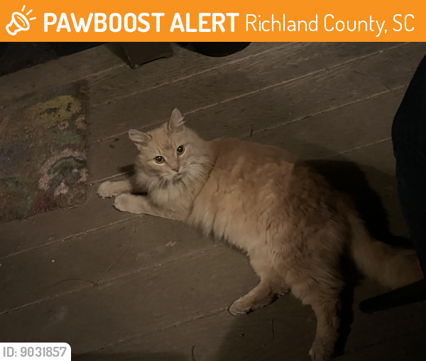 Found/Stray Unknown Cat last seen Cold Branch Drive, Columbia, 29223, Richland County, SC 29223