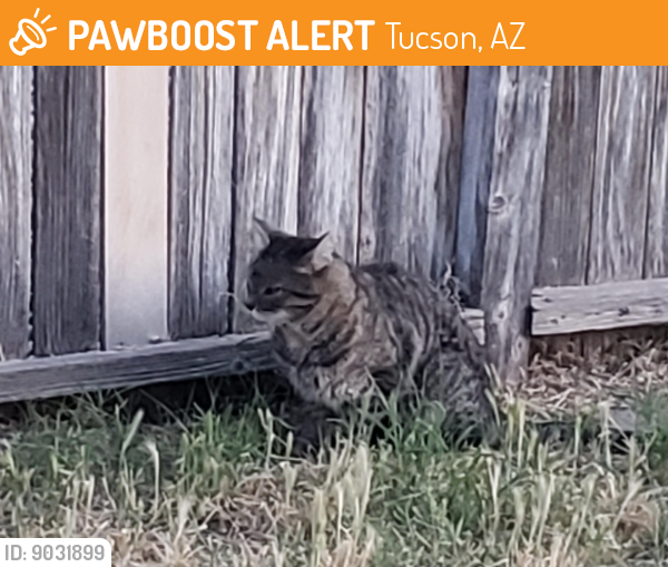 Found/Stray Unknown Cat last seen Orange Grove and Camino de la Tierra , Tucson, AZ 85741