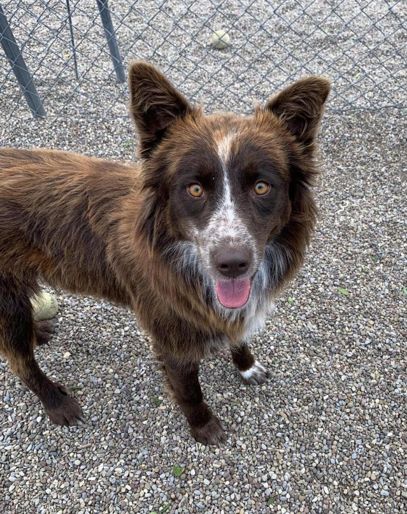 Shelter Stray Female Dog last seen Near Block 2nd Street S, CASCADE, MT, 59421, Great Falls, MT 59401