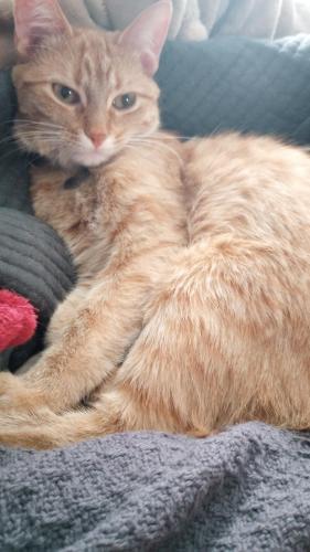 Lost Female Cat last seen Lower Afton and Point Douglas Road South , Saint Paul, MN 55119