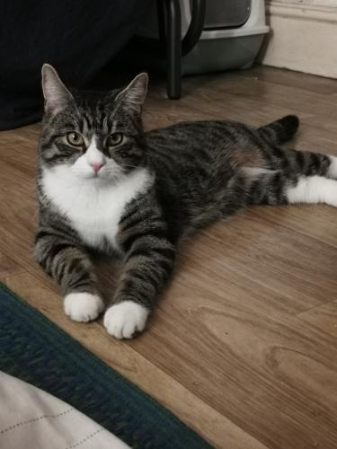 Lost Male Cat last seen Southall Broadway, Greater London, England UB1