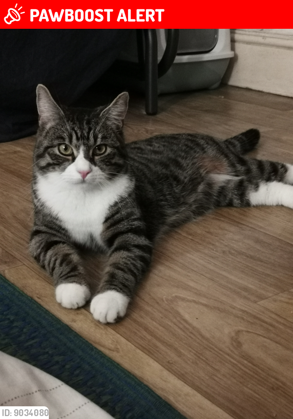 Lost Male Cat last seen Southall Broadway, Greater London, England UB1