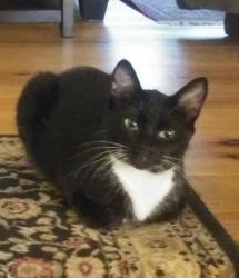Lost Female Cat last seen Custer, Blaine, WA 98230