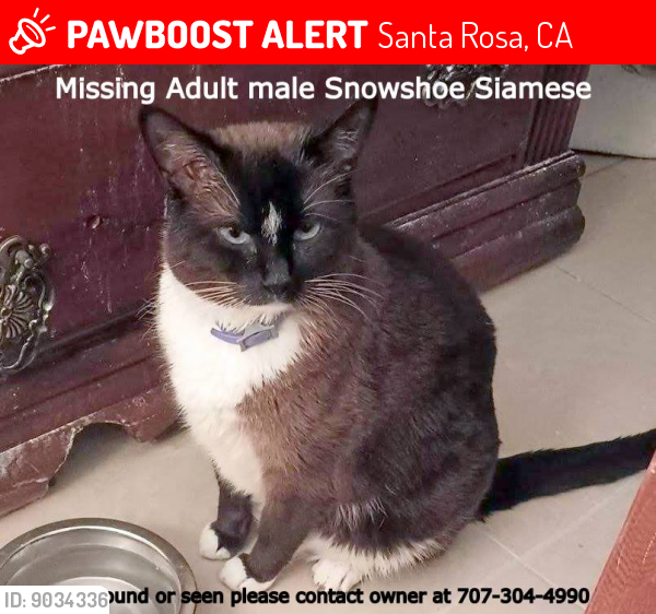 Lost Male Cat last seen  Diamond got out of RV somewhere between Macy's B Street parking grge, over by Catholic Charities on A & 7th Streets, West 9th, N Dutton Ave, Decker Street down to Hewett St. , Santa Rosa, CA 95401