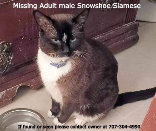 Lost Male Cat last seen  Diamond got out of RV somewhere between Macy's B Street parking grge, over by Catholic Charities on A & 7th Streets, West 9th, N Dutton Ave, Decker Street down to Hewett St. , Santa Rosa, CA 95401