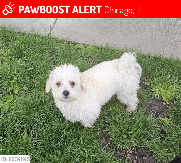 Lost Male Dog last seen Near s st louis chicago il, Chicago, IL 60629