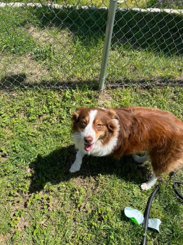 Lost Female Dog last seen Roosevelt Park, Modesto, CA 95350