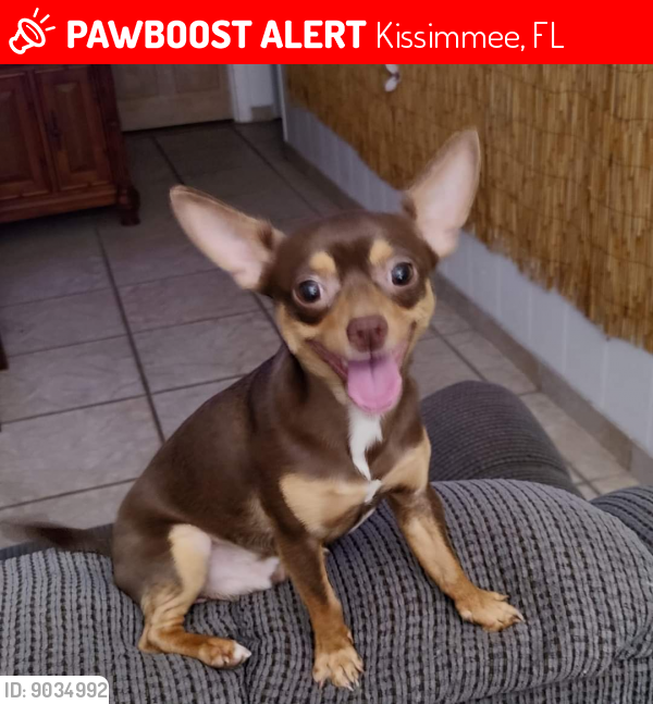 Lost Male Dog last seen Drury Avenue near Lakefront Park Kissimmee, Kissimmee, FL 34744