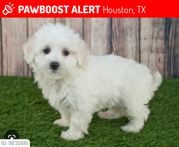 Lost Male Dog last seen Near West Gulf Bank Rd., Houston, TX 77088