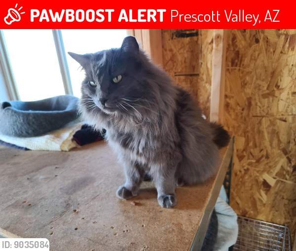 Lost Male Cat last seen Legend Hills subdivision, Prescott Valley, AZ 86315
