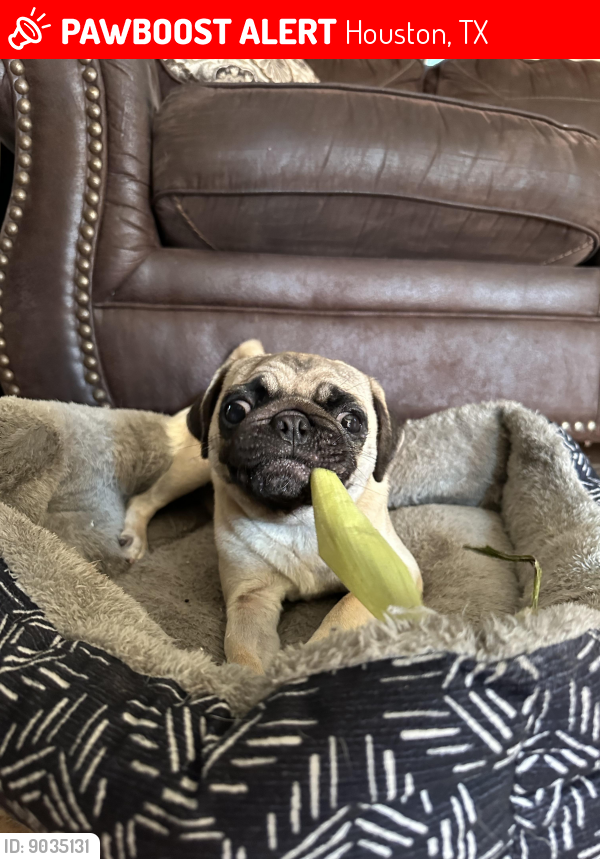 Lost Female Dog last seen Near Southwell Houston Tx 77033, Houston, TX 77033