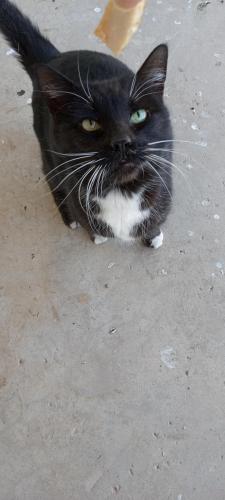 Found/Stray Male Cat last seen 32nd Street south of McDowell, Phoenix, AZ 85028