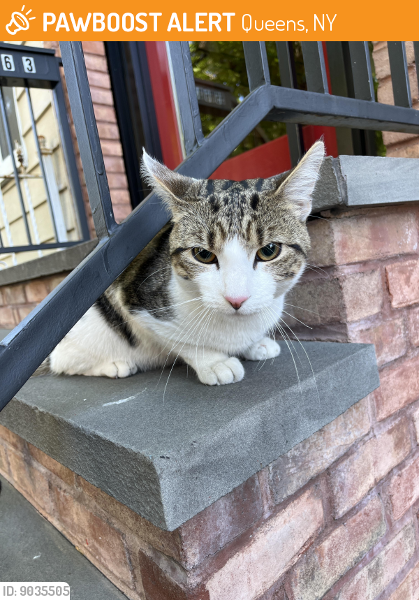 Queens, NY Stray Male Cat Found Near Onderdonk and menahan PawBoost