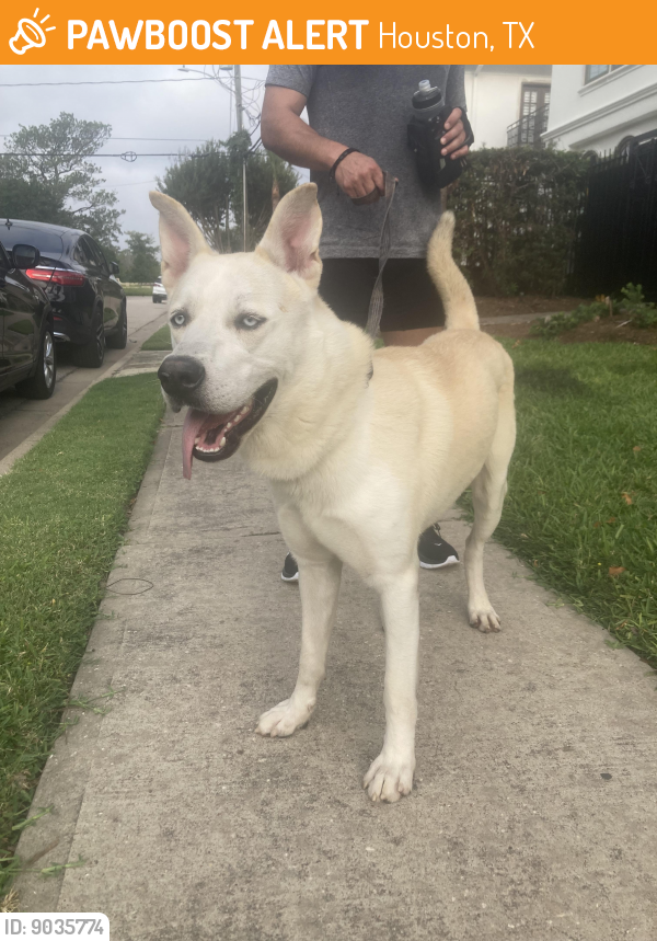 Rehomed Male Dog last seen Memorial Park Houston , Houston, TX 77007