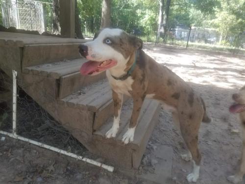 Lost Male Dog last seen Arkadelphia , Caddo Valley, AR 71923