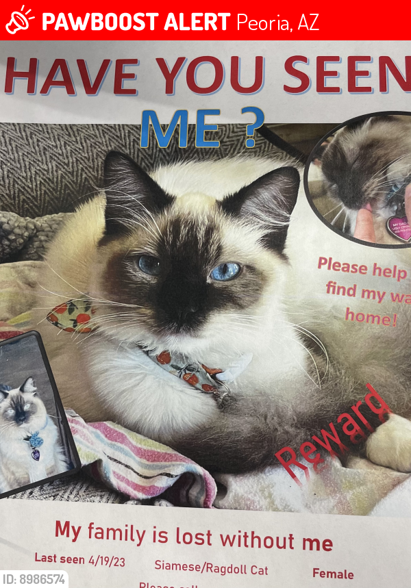 Lost Female Cat last seen 71st ave & Cheryl Dr. , Peoria, AZ 85345
