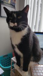 Lost Male Cat last seen Via Pacifica and ontario/Citron and lincoln, Corona, CA 92882