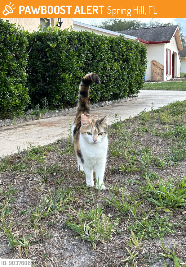 Found/Stray Cat in Spring Hill, FL 34609 (ID 9037608) PawBoost