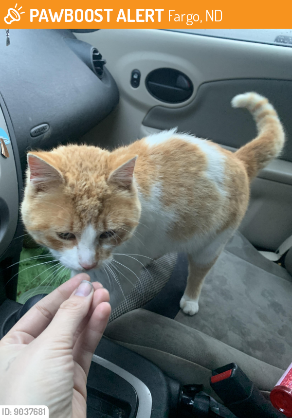 Fargo, ND Stray Male Cat Found Near Near hornbachers PawBoost