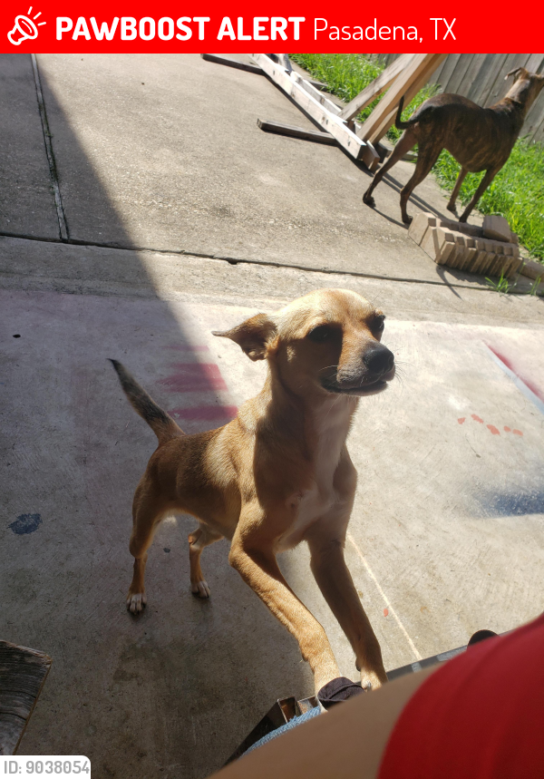 Pasadena, TX Lost Female Dog, Maybelle Is Missing PawBoost