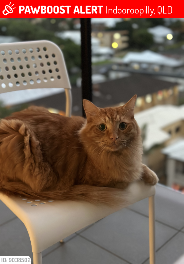 Lost Male Cat last seen 77-75 Dobell Street, Indooroopilly , Indooroopilly, QLD 4068