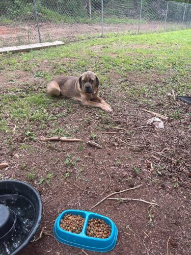 Lost Male Dog last seen Conyers , Conyers, GA 30013