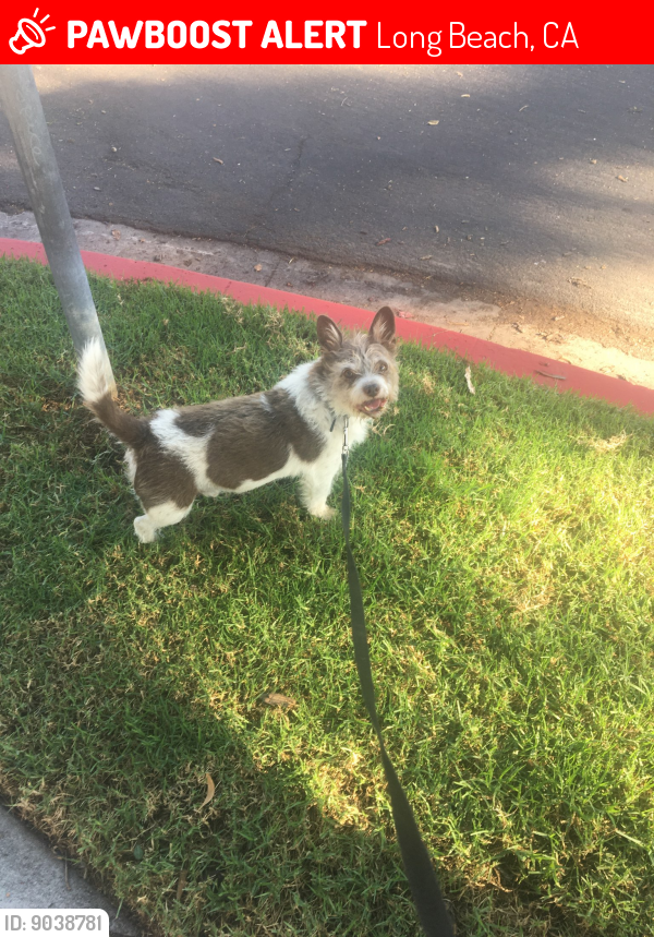 Lost Male Dog last seen Cedar ave and 21st , Long Beach, CA 90806