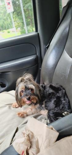 Lost Female Dog last seen Barcelona way Conyers , Rockdale County, GA 30012