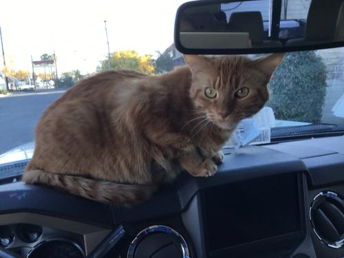 Lost Male Cat last seen Eleanor, Sacramento, CA 95815