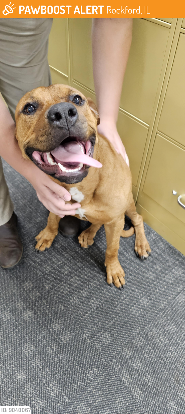 Found/Stray Female Dog last seen Alpine road,Rockford il, Rockford, IL 61108