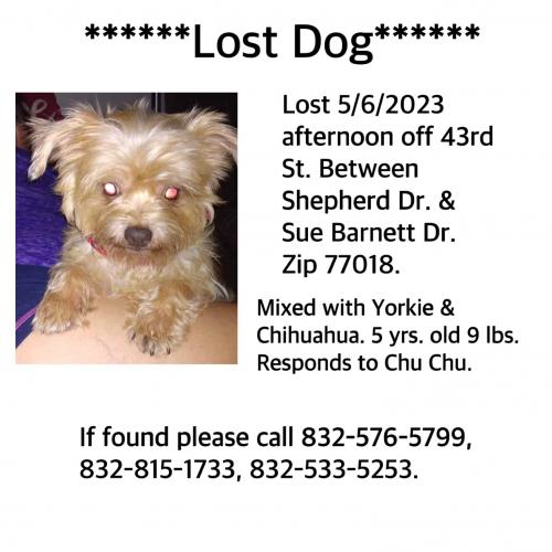 Lost Male Dog last seen 43rd Street by CVS , Houston, TX 77018