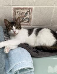 Lost Male Cat last seen Quail Ridge, 30 Bernard Blvd, Hockessin, DE 19707