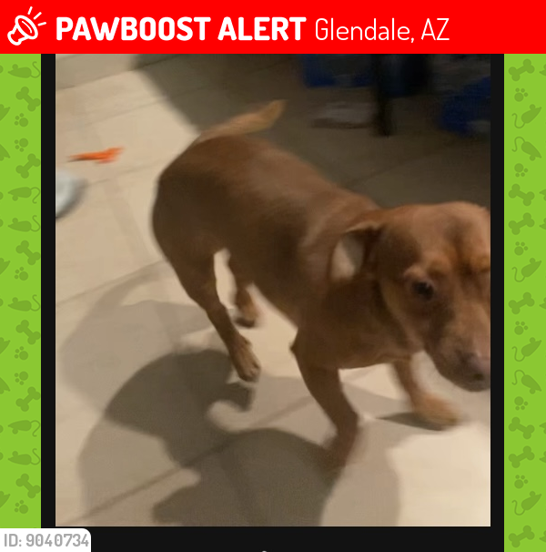 Lost Male Dog last seen Vista ave Glendale az, Glendale, AZ 85303