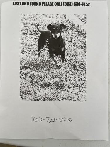Lost Male Dog last seen Patklane rd, Columbia, SC 29203