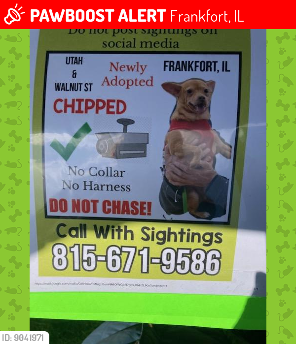Lost Male Dog last seen Utah and Walnut in Frankfort, IL, Frankfort, IL 60423