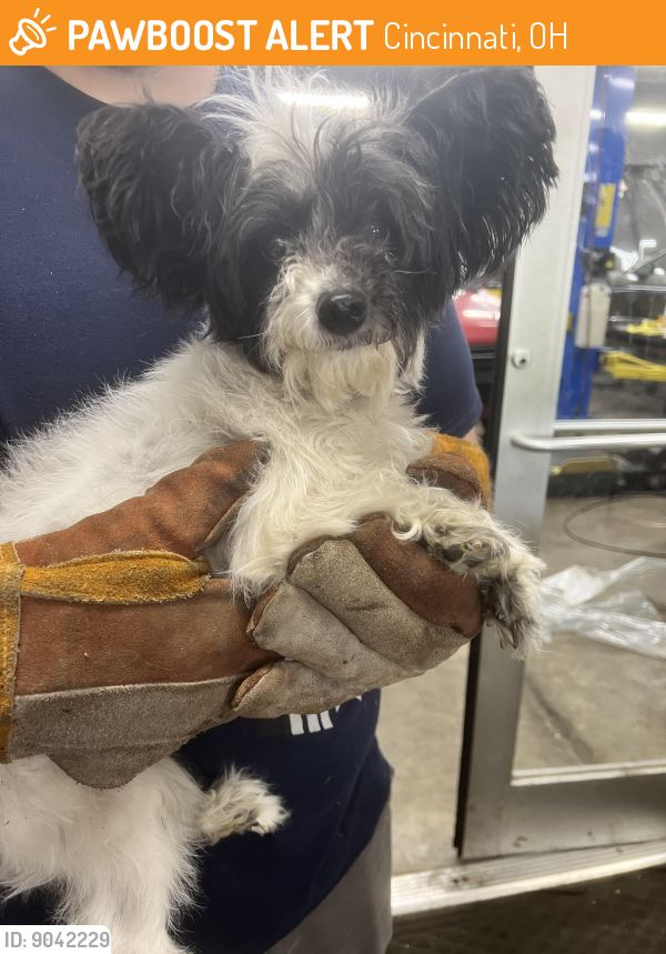 Cincinnati, OH Stray Dog Found Near Near w sharon rd PawBoost
