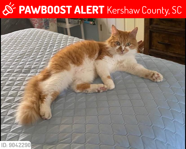 Lost Male Cat last seen Belhaven drive, Leslie Branham road, Jersey court , Kershaw County, SC 29045