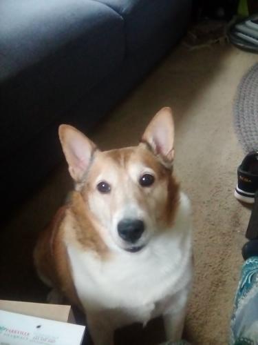 Lost Male Dog last seen Dollar General Harford rd, Baltimore, MD 21234