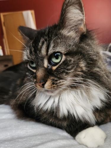 Lost Female Cat last seen Biddulph ave , Brooklyn, OH 44144