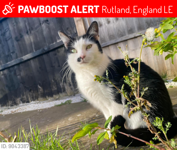 Lost Male Cat last seen Kilburn End, Rutland, England LE15