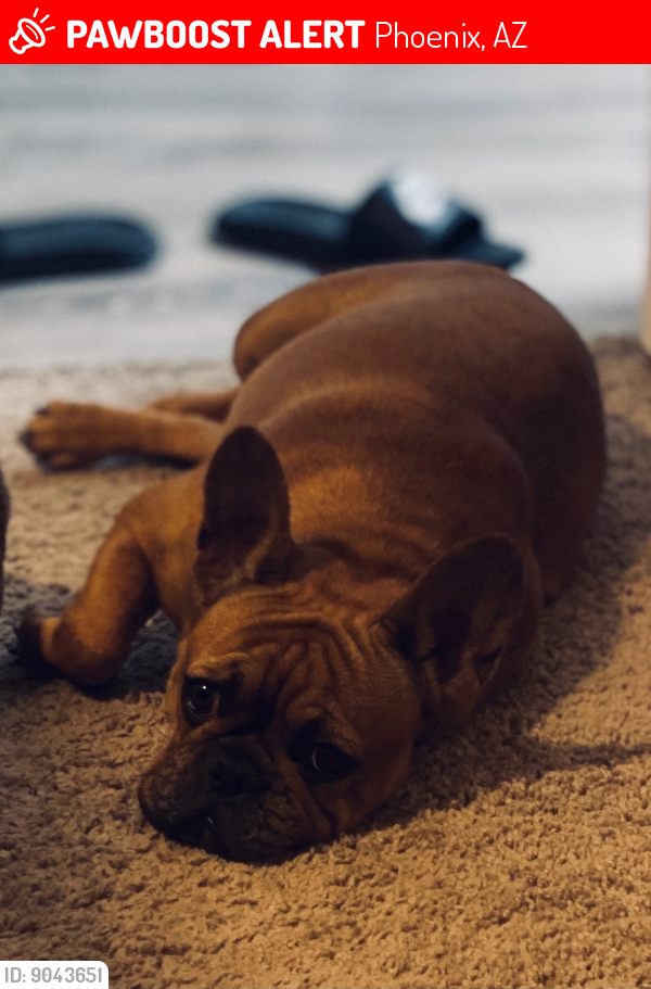 Lost Female Dog last seen 83rd Ave & Palm Lane , Phoenix, AZ 85037
