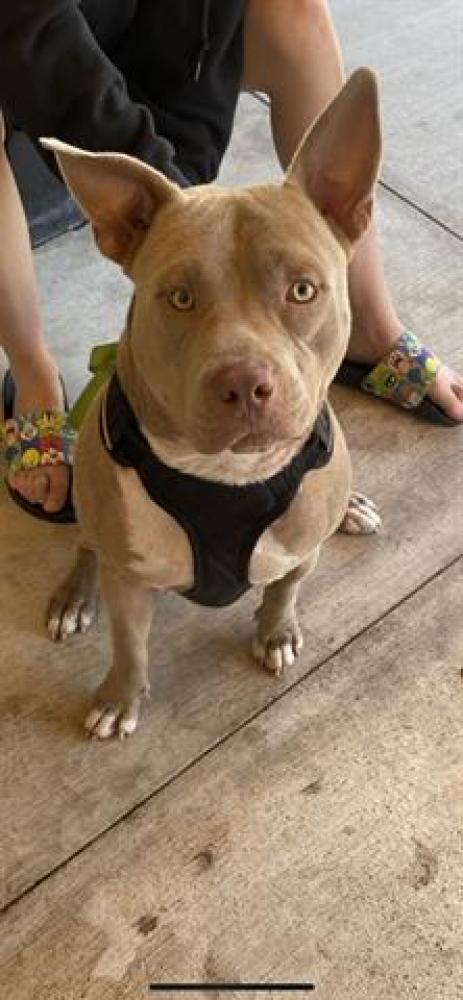 Shelter Stray Male Dog last seen Near BLOCK N SURF RD, HOLLYWOOD FL 33019, Davie, FL 33312