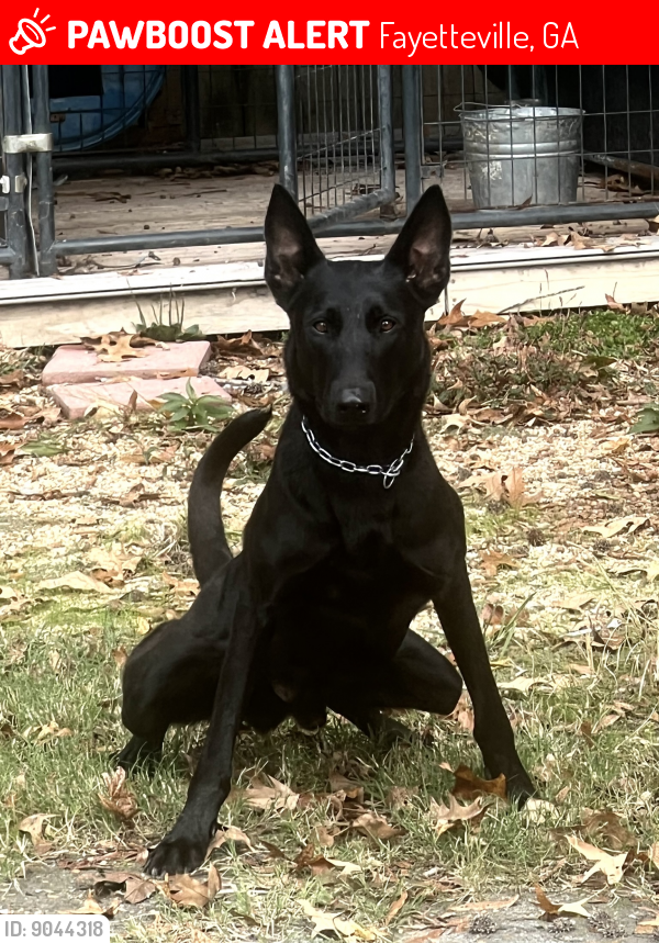 Lost Male Dog last seen Inman rd / highway 92 s, Fayetteville, GA 30215