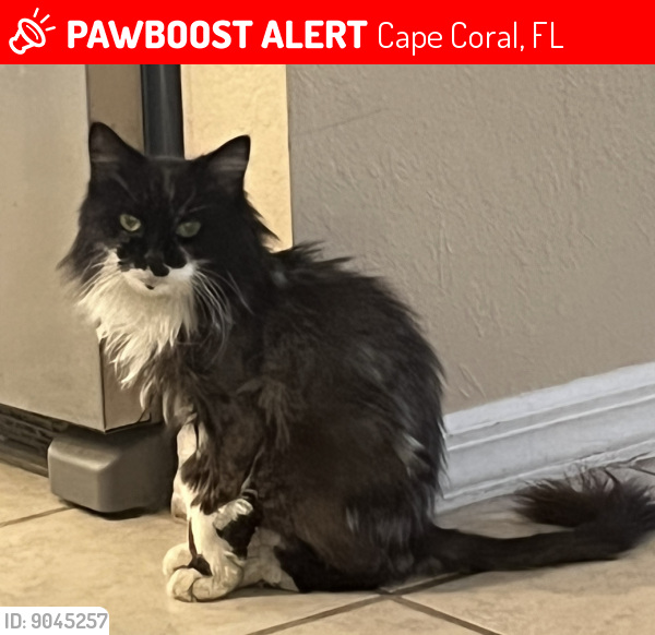Lost Female Cat last seen SW 1st Ln, Cape Coral, FL 33991